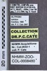 Etikette zu Glyphonyx variatus (NHMW-ZOO-COL-0008480)